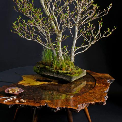 walnut burl coffee table with bonsai display
